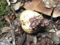 Dickschaliger Kartoffelbovist